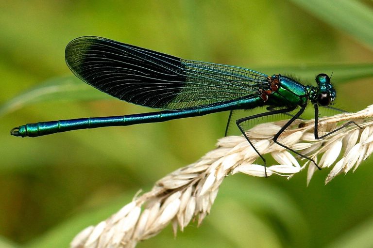 We Thought There Were 6 Million Insect Species on Earth, But There Are Three Times as Many