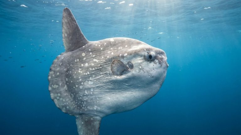 Sunfish Female Lays 300 Million Eggs at Once: A Vertebrate Record with Almost No Survivors