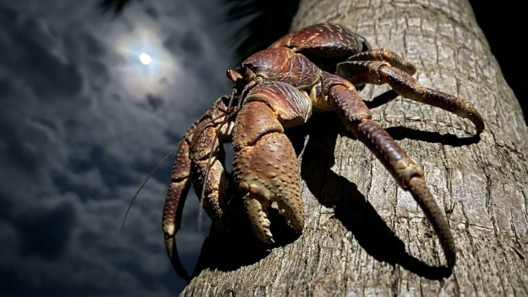 Tree-Climbing Crab Hunts Seabirds with Unmatched Claw Strength Among Crustaceans