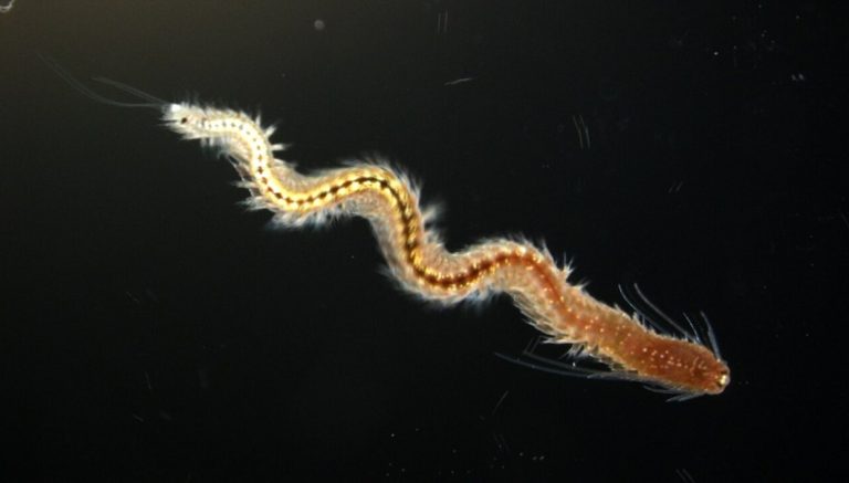 Everyone Thinks 3D Printing Is a Human Invention—and That’s Why We’ve Never Looked at the Cells of These Aquatic Worms