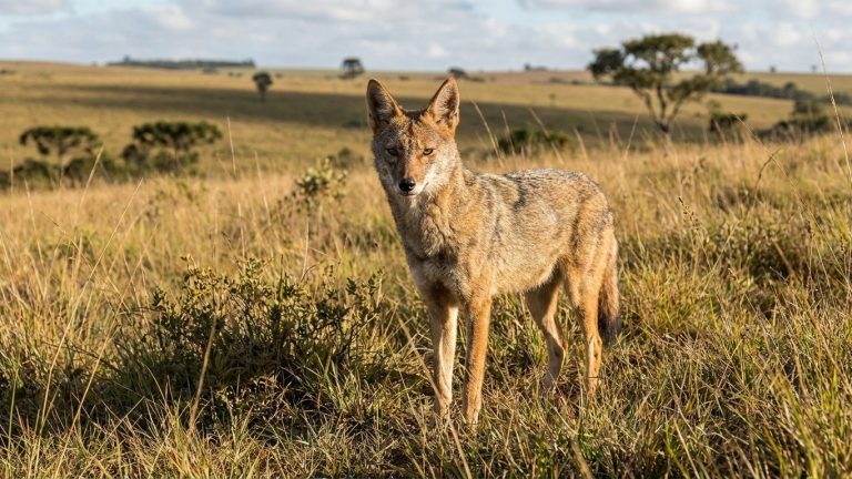 Dog and Wild Fox Couldn’t Have Offspring: What a Brazilian Roadside Female Carried in Her Cells