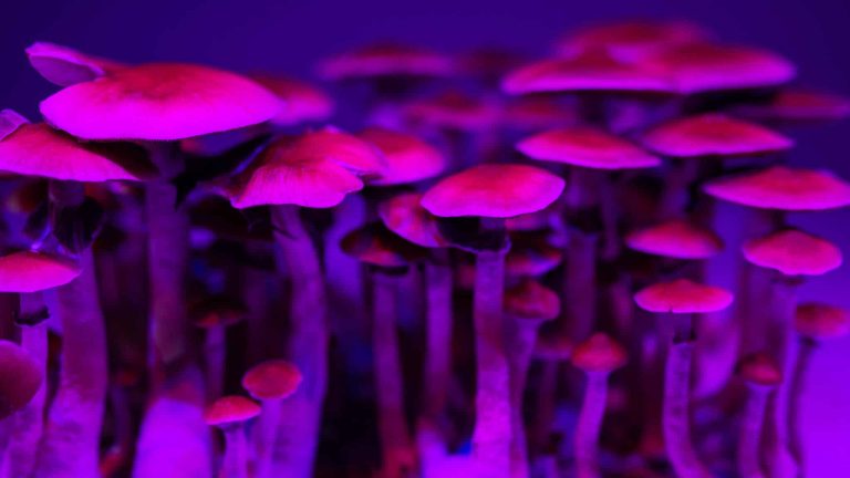 Could Hallucinogenic Mushrooms Help People with Anorexia Nervosa?