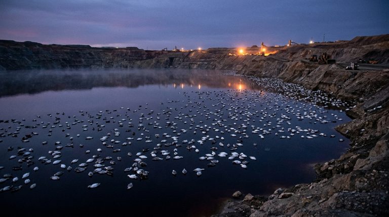 One Night, 3,000 Geese Land on a Former Montana Mining Crater and Never Took Off Again
