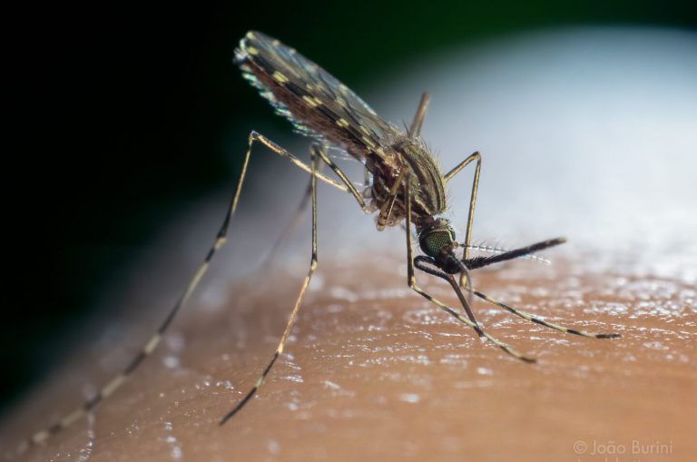 Two Insecticide Families Have Allowed Mosquitoes to Survive and Reproduce More — How Did This Happen?
