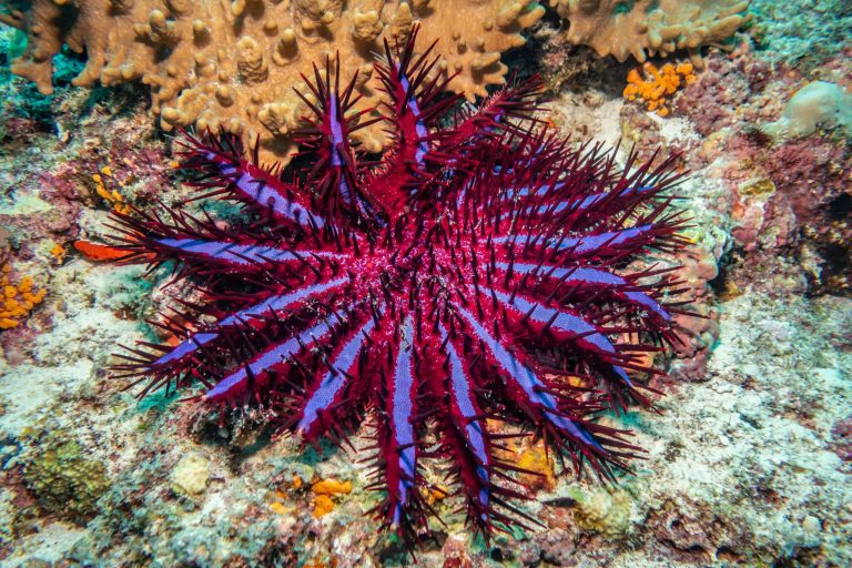 We Thought These Brainless Starfish Couldn’t Coordinate: Their Spines Exchange Signals Before Every Reef Is Devoured