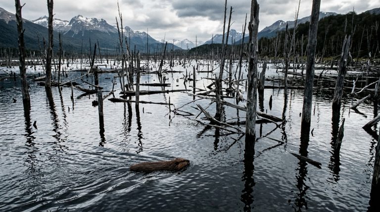 Argentina’s 1946 Release of 13 Beavers in Tierra del Fuego Flooded Millions of Hectares of Forest