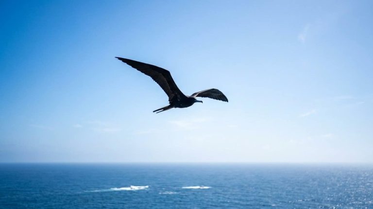Gliding Above the Ocean for Weeks: Science Reveals What Half of Her Brain Is Doing
