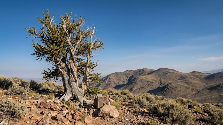 4,862 Tree Rings Counted in 1964: What Doomed This Nevada Tree Was Not Lightning or Drought