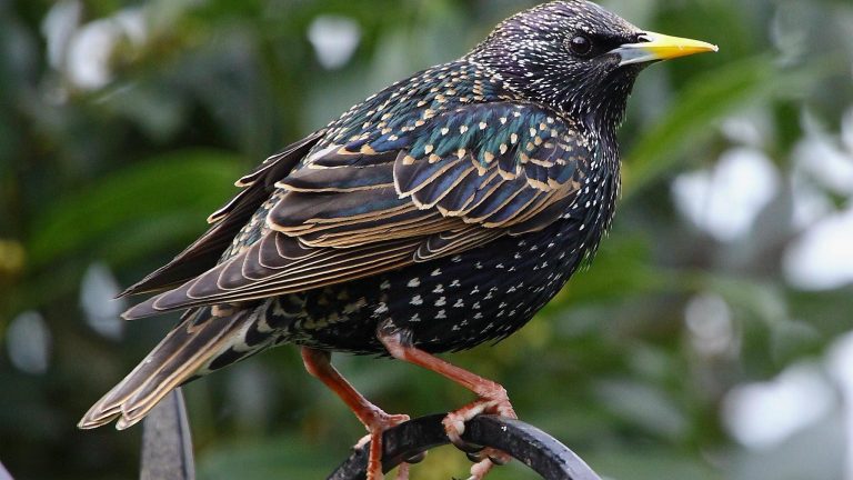 1890 Central Park Release: How 60 Starlings Created a 200 Million Bird Population Across North America