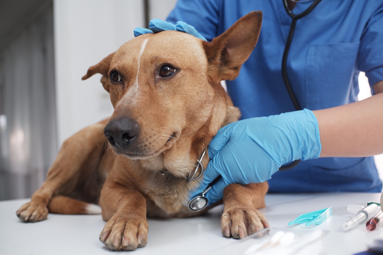 vétérinaire chien malade docteur ausculter