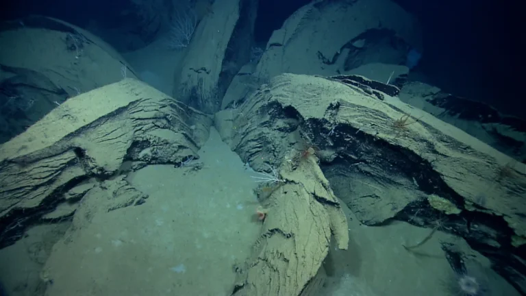 Researchers Recover Tar Flower From a 1,900-Meter-Deep Gulf of Mexico Wreck