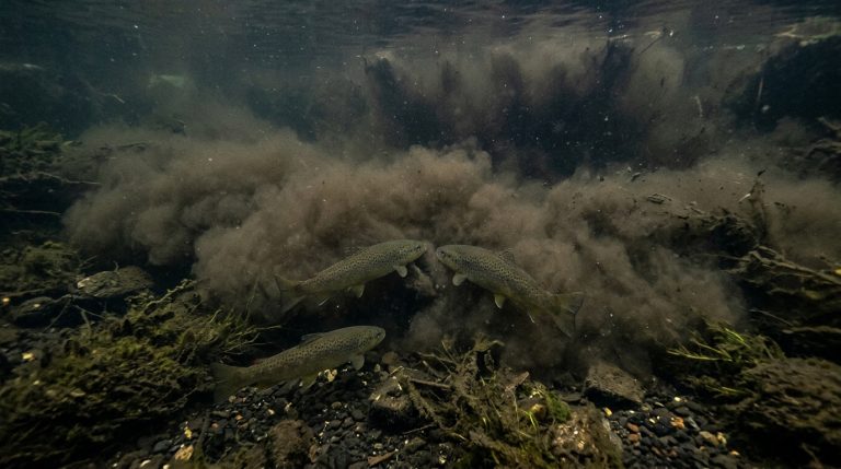 Since 1957, a fine substance has accumulated in the Durance’s waters that trout can no longer cross