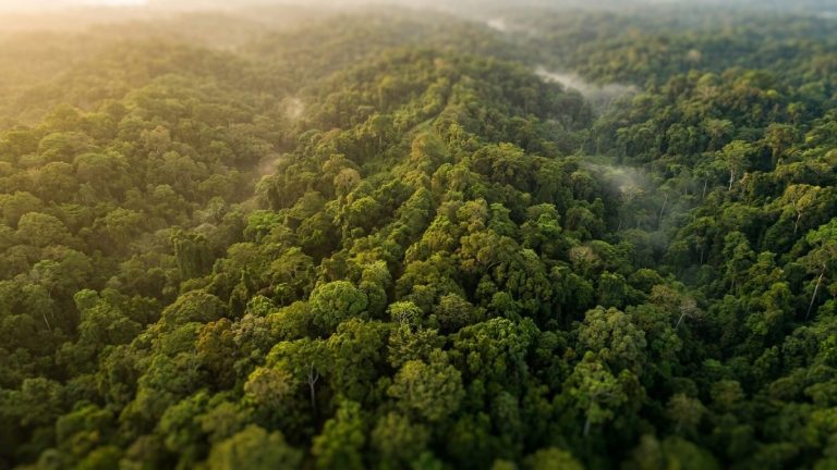 The Darién Forest Was Believed to Be Untouched by Humans: Beneath the Trees, the Ground Reveals a Different Story