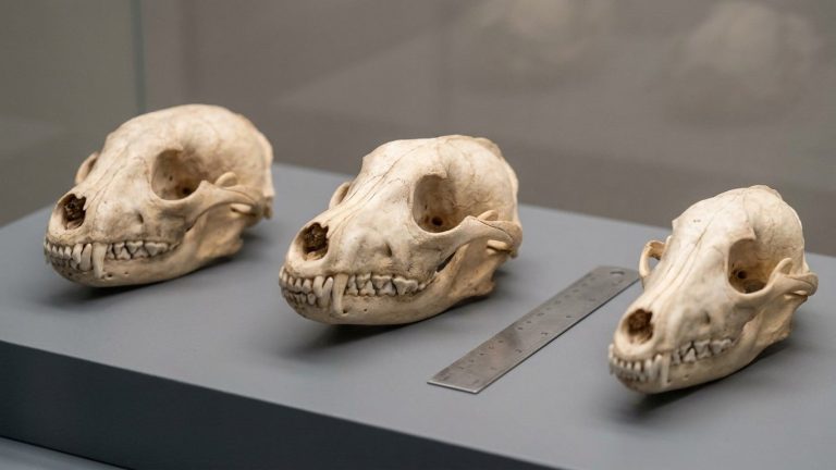 We Thought 19th-Century Dog Shows Shaped Snouts: Stone Age Dogs Tell a Different Story