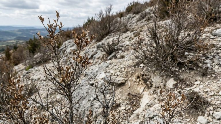 France Has Entire Slopes Where Boxwood Vanished in a Few Years — Not Fungus or Drought