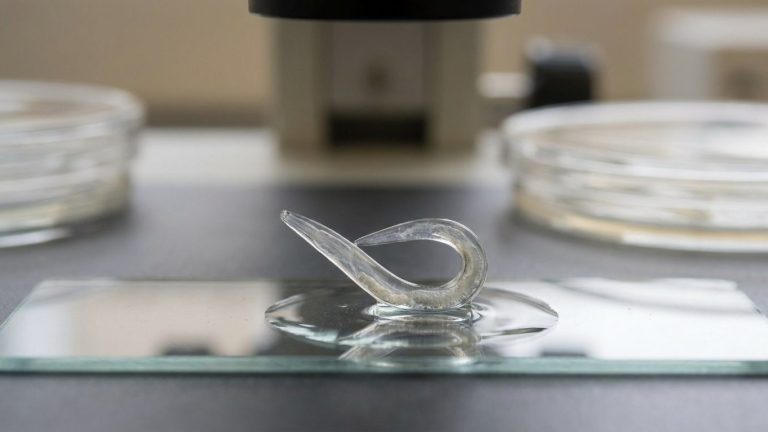 Worm Survived 46,000 Years in Ice by Replacing Water in Its Cells with Sugar, and Now Lays Eggs Again