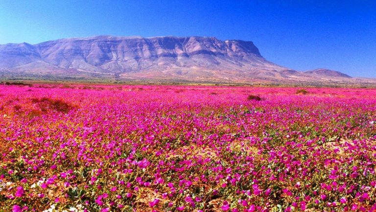 Chilean Desert Forever Barren After Years Without Rain: 15 mm of Rain Was All It Took for Life to Rise from the Sand