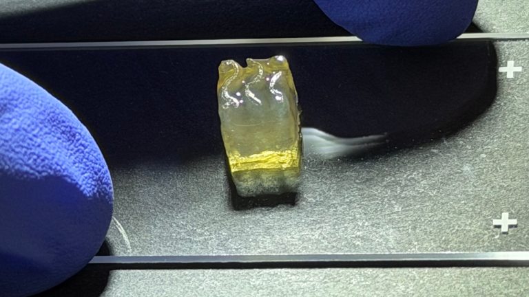 Researchers Have Produced Kidney and Liver Tissues Aboard the ISS — What’s the Purpose?