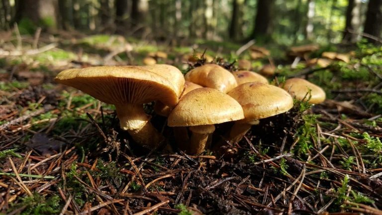 One Fungus Extends Across 965 Hectares of Oregon Forest, Only the Cap Emerges