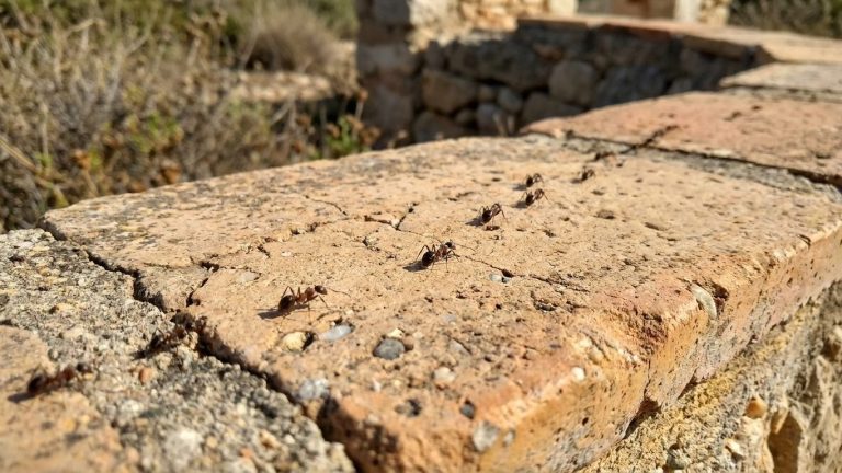 Single Ant Colony Spans 6,000 km of the Mediterranean Coast, Workers Recognize Each Other Across the Range