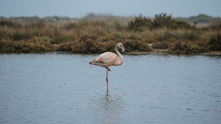 Why Do Flamingos Stand on One Leg for Hours in Cold Water?