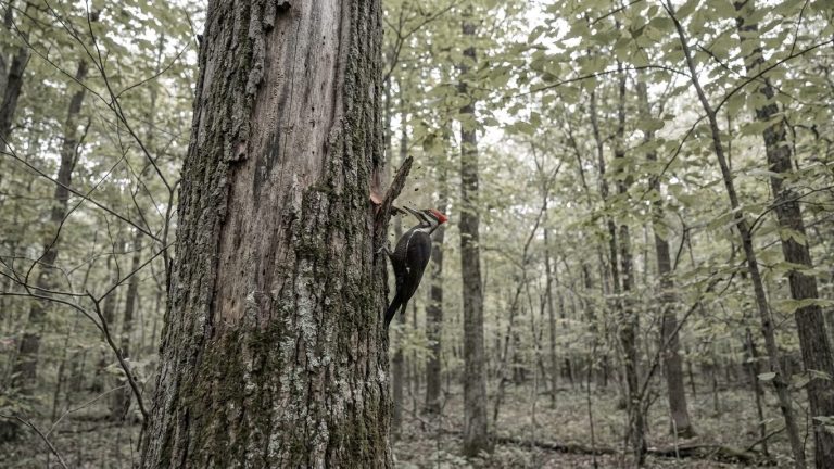 Why Don’t Woodpeckers Ever Get Knocked Out When They Peck a Tree 12,000 Times a Day?