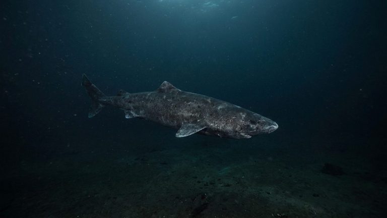 Greenland Shark: Lives Nearly 300 Years and Delays Its First Pup Until Age 100