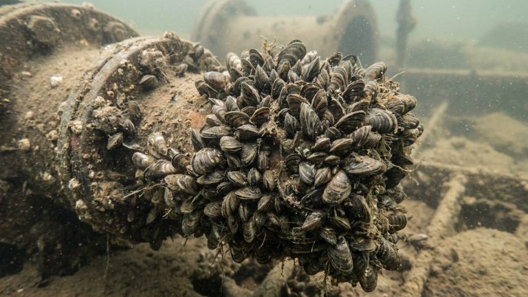 Ballast Water Dump in the Great Lakes (Late 1980s) Blocked Drinking Water Across a Continent