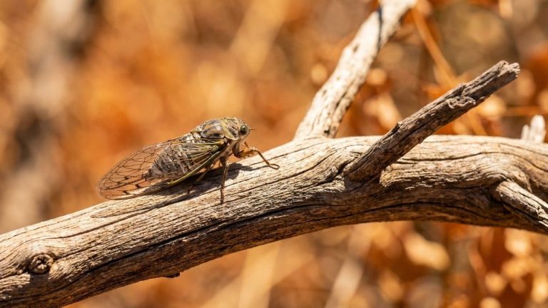 When a Heat Wave Surpasses This Exact Threshold, Cicadas Stop Singing: We Finally Know Why