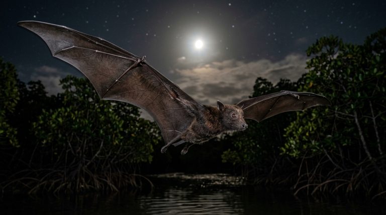 Above Mayotte’s Mangroves and Tannes, a 1.3-Meter Wingspan Animal Roams Each Night, Its Survival Tied to Several Tree Species