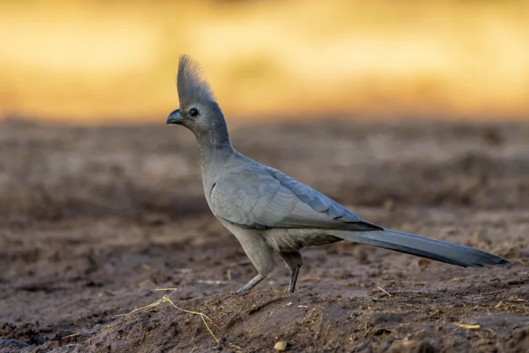 66 million years ago: How bird ancestors survived the mass extinction with feathers