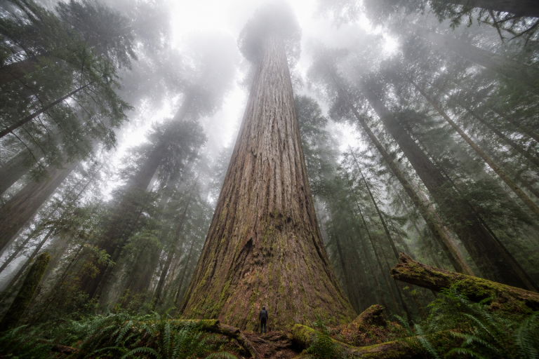 Centuries-Old 115-Meter Giant Tree in a Northern California Valley: Few Know Its Base