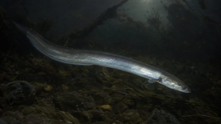 We Thought We Knew River Eels: No Scientist Has Ever Seen an Adult Spawn in the Wild