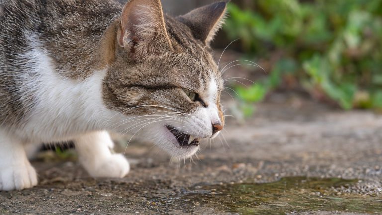 Your Cat Tags Urine Drops with 13 Unique Molecules: Origin Revealed