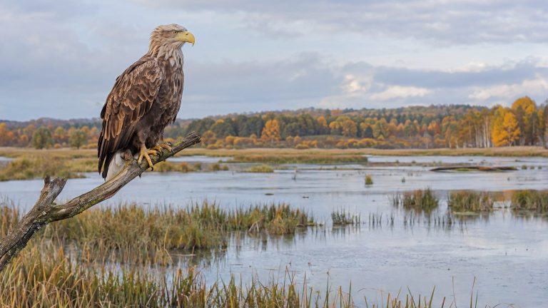 Netherlands Drains 5,600 Hectares for Industrial Zone, Bringing Back a Raptor That Hadn’t Nested Here for Centuries