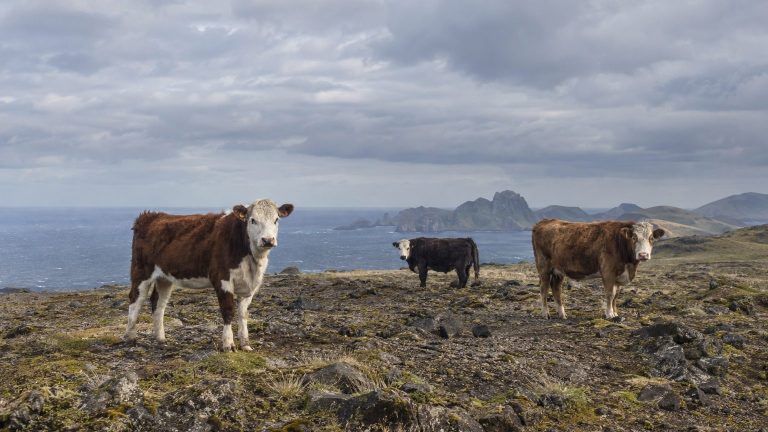 France Abandoned Cattle on an Austral Island in 1871, Creating a 2,000-Head Herd That Had to Be Slaughtered