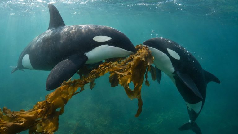 Everyone Is Sure Only Monkeys Use Tools to Groom Themselves: Off Vancouver, Orcas Break Giant Kelp to Do It in Pairs