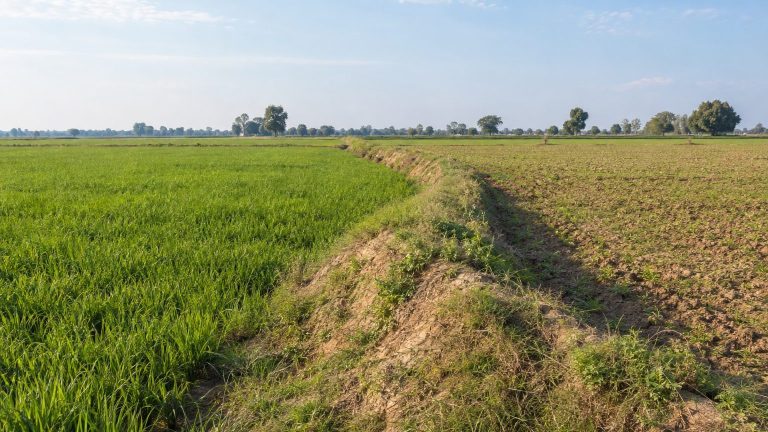 India’s 1,300-km Thorn Hedge Frontier of the 19th Century: Today’s Remnants Are a Simple Earthen Embankment at the Field Edge