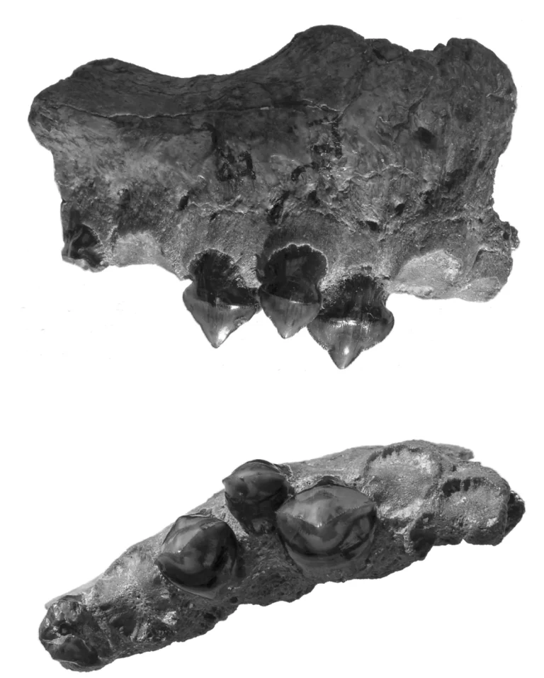 South America’s Bone-Crushing Piranha: Bite Reached 4,749 Newtons, Stronger Than the Megalodon
