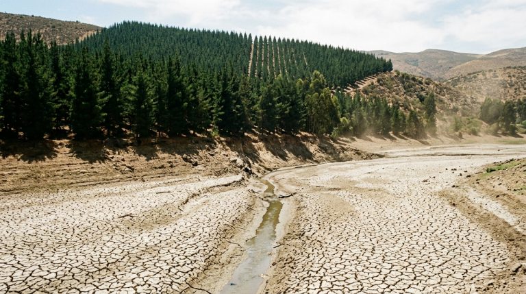 Planting 2.3 Million Hectares of Pine and Eucalyptus in Chile Dried Up the Rivers They Aimed to Protect