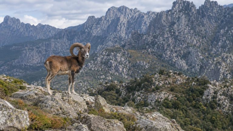 One Pair of Vincennes Mouflons Released on the Kerguelen Islands in 1957 Spawned a Population of Up to 700