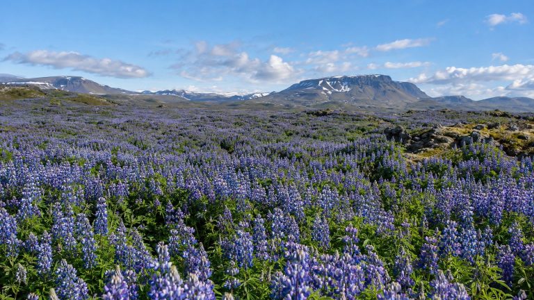 Icelanders Sowed Seeds Brought From Alaska in 1945 to Stabilize Volcanic Soils, Painting Landscapes Blue