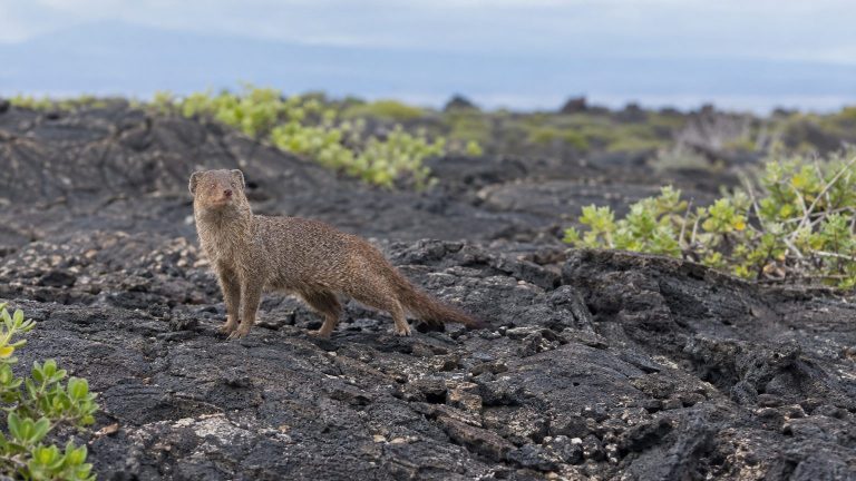 Hawaii Planter Imported 72 Mongooses in 1883 to Fight Rats – Plan Doomed on Day One