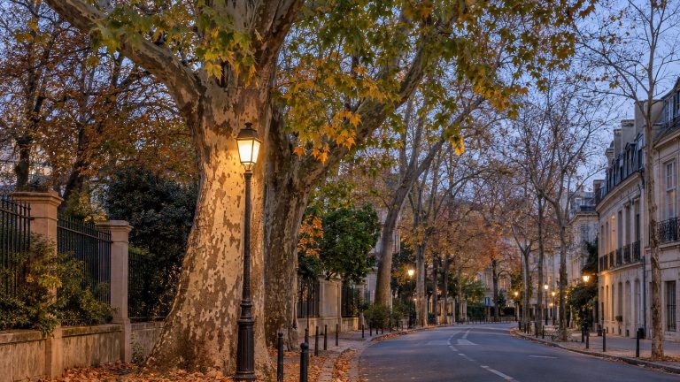 Florence Residents Light Streets All Night, Literally Stealing Two Months of Winter from Their Plane Trees—But Not from Their Linden Trees