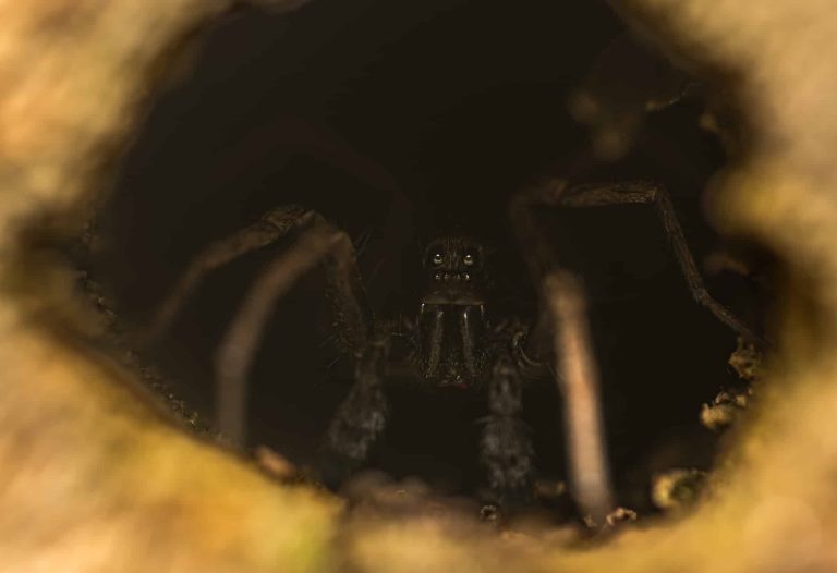We Thought the Largest Arachnid of All Time Was a Scorpion: Redrawing the Evolutionary Tree Reveals an Arachnid Much Bigger Than You