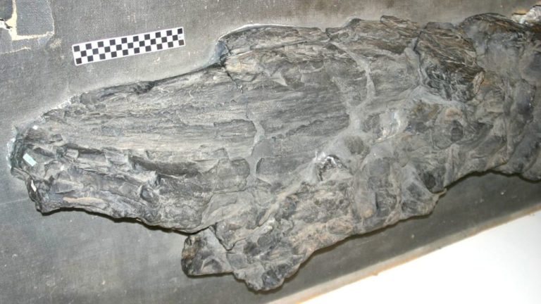 Fossil of Prototaxites Misidentified as a Giant Fungus for Nearly 200 Years — It Was Neither Fungus nor Plant