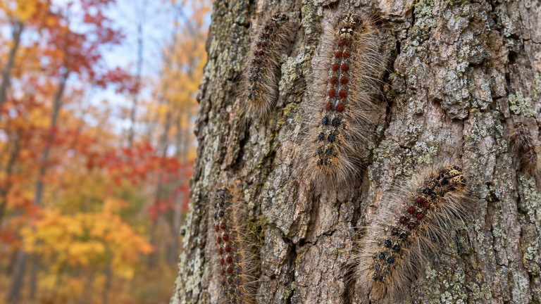 French Astronomer Plans to Revive Silk with European Caterpillars, Stripping Forests Across the Northeast United States