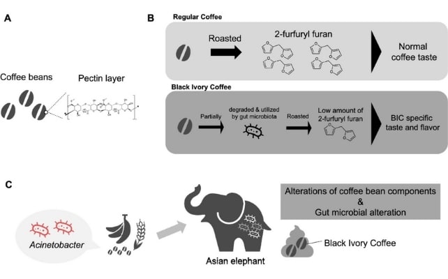 café