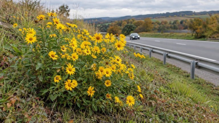 France’s 1930s Import of South African Wool Sowed a Toxic Yellow Flower Along Roadsides