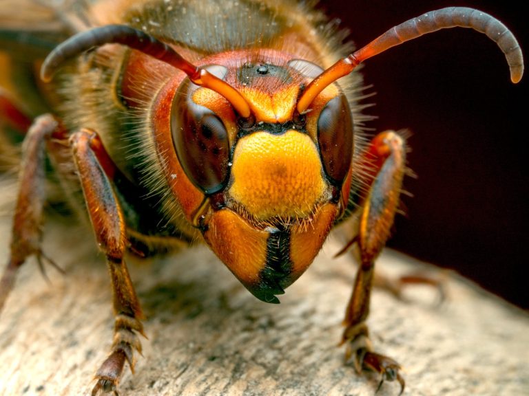 Two Pests We Thought Were Gone This Summer Are Still in Your Gardens